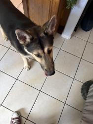 Found/Stray Male Dog last seen Desert mobile home park, Sunrise Manor, NV 89121