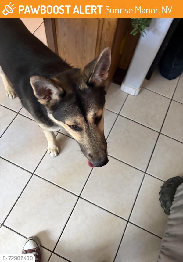 Found/Stray Male Dog last seen Desert mobile home park, Sunrise Manor, NV 89121