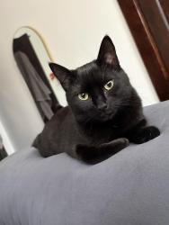 Reunited Female Cat last seen Elmer Ave and Standford, Schenectady, NY 12308