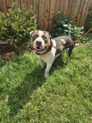 Found/Stray Male Dog last seen Holly and 35th, Denver, CO 80207