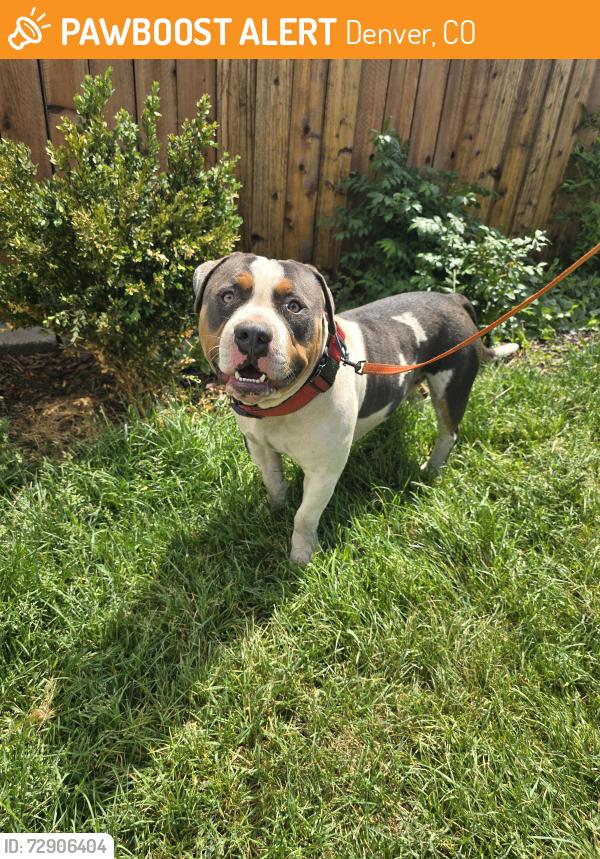 Found/Stray Male Dog last seen Holly and 35th, Denver, CO 80207
