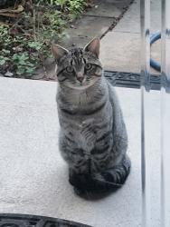 Found/Stray Unknown Cat last seen S Biscay st, Aurora, CO 80015