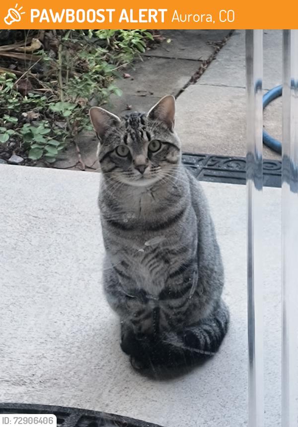 Found/Stray Unknown Cat last seen S Biscay st, Aurora, CO 80015