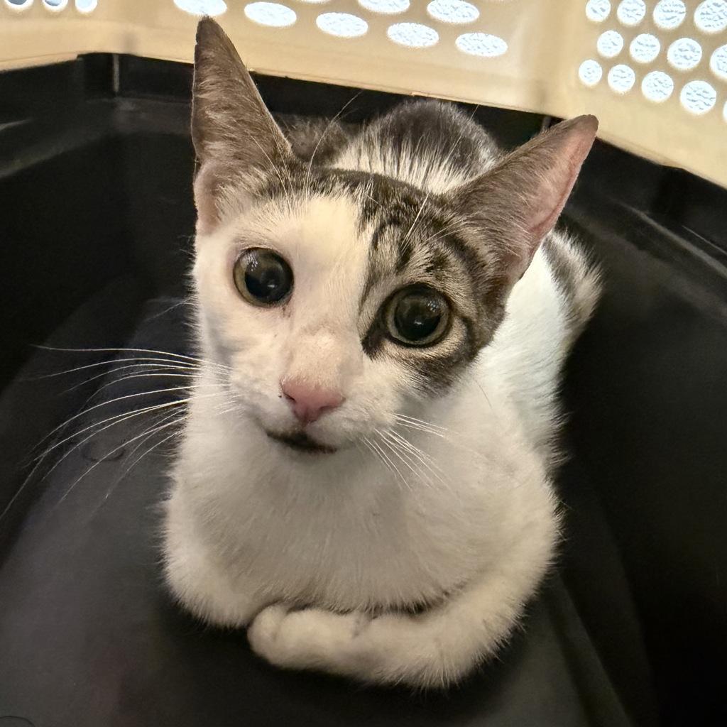 Shelter Stray Female Cat last seen Near 47th Street, San Diego, CA, 92105, San Diego, CA 92110