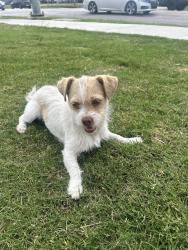 Found/Stray Unknown Dog last seen The Kroger gas station across from Cesar Chavez Learning Center, Dallas, TX 75204