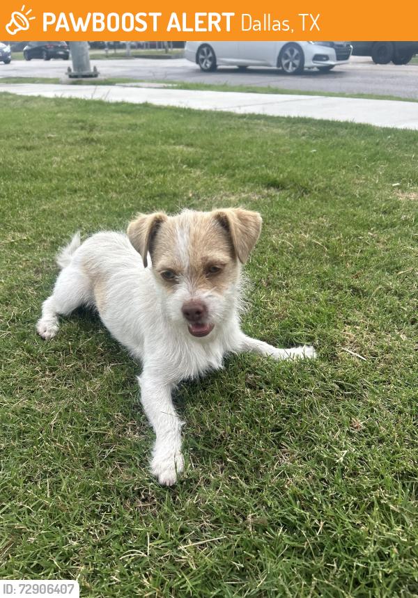 Found/Stray Unknown Dog last seen The Kroger gas station across from Cesar Chavez Learning Center, Dallas, TX 75204