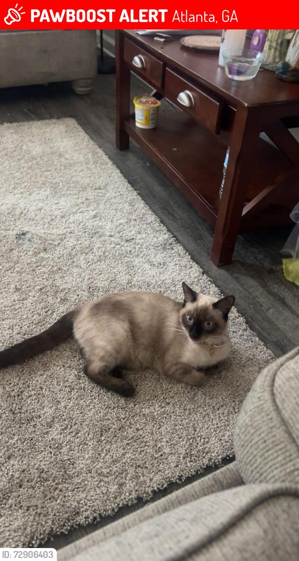 Lost Female Cat last seen Bedford Park apmts , Atlanta, GA 30341