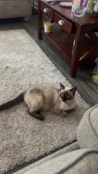 Lost Female Cat last seen Bedford Park apmts , Atlanta, GA 30341
