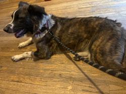 Lost Female Dog last seen Near Columbine st, Denver, CO 80216
