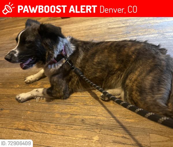 Lost Female Dog last seen Near Columbine st, Denver, CO 80216