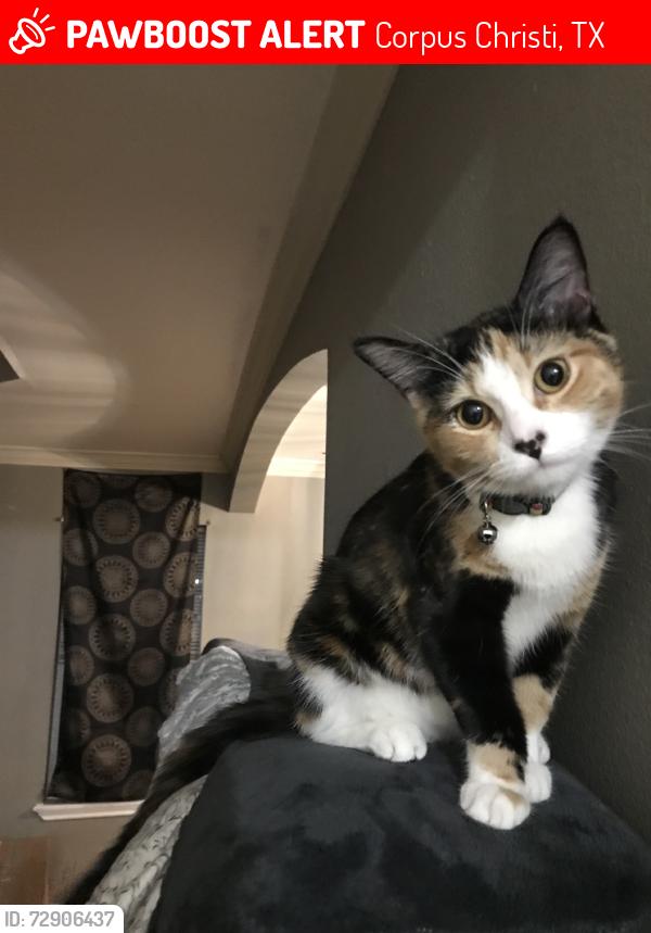 Lost Female Cat last seen Cimarron, Corpus Christi, TX 78414