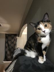 Lost Female Cat last seen Cimarron, Corpus Christi, TX 78414