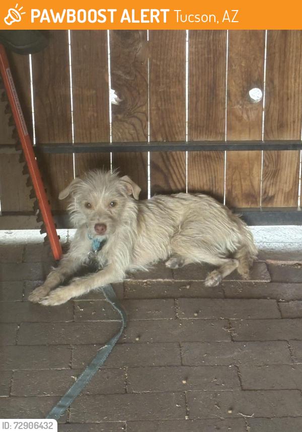 Found/Stray Unknown Dog last seen Near e Calle Arizona , Tucson, AZ 85705