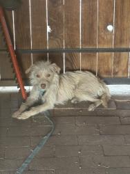 Found/Stray Unknown Dog last seen Near e Calle Arizona , Tucson, AZ 85705