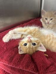 Shelter Stray Female Cat last seen Near W 3500 S, WEST VALLEY CITY, UT, 84119, Taylorsville, UT 84123
