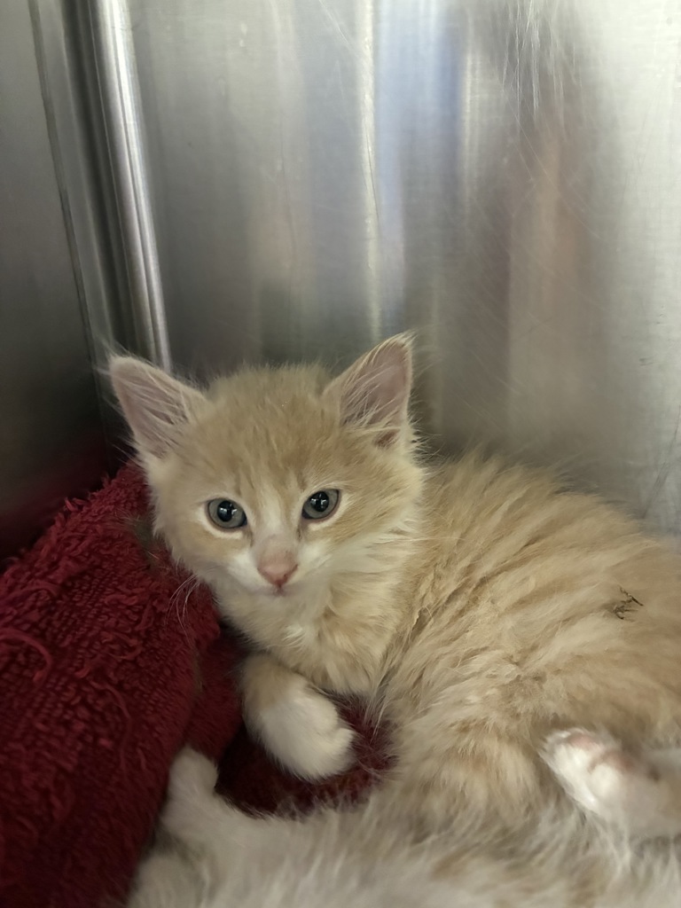 Shelter Stray Female Cat last seen Near W 3500 S, WEST VALLEY CITY, UT, 84119, Taylorsville, UT 84123