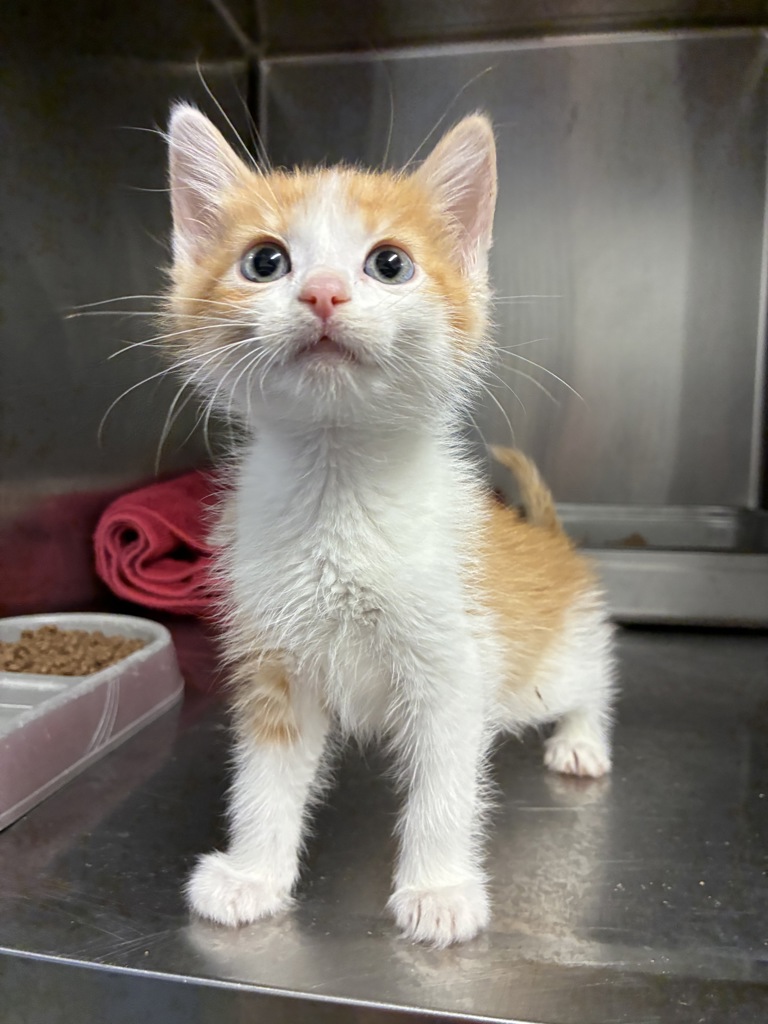 Shelter Stray Female Cat last seen Near W 3500 S, WEST VALLEY CITY, UT, 84119, Taylorsville, UT 84123