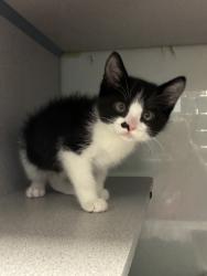 Shelter Stray Male Cat last seen Near W 3500 S, WEST VALLEY CITY, UT, 84119, Taylorsville, UT 84123
