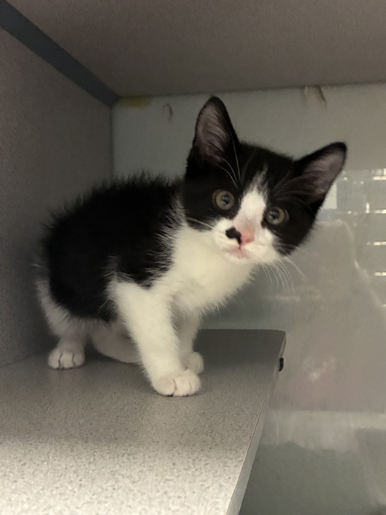 Shelter Stray Male Cat last seen Near W 3500 S, WEST VALLEY CITY, UT, 84119, Taylorsville, UT 84123