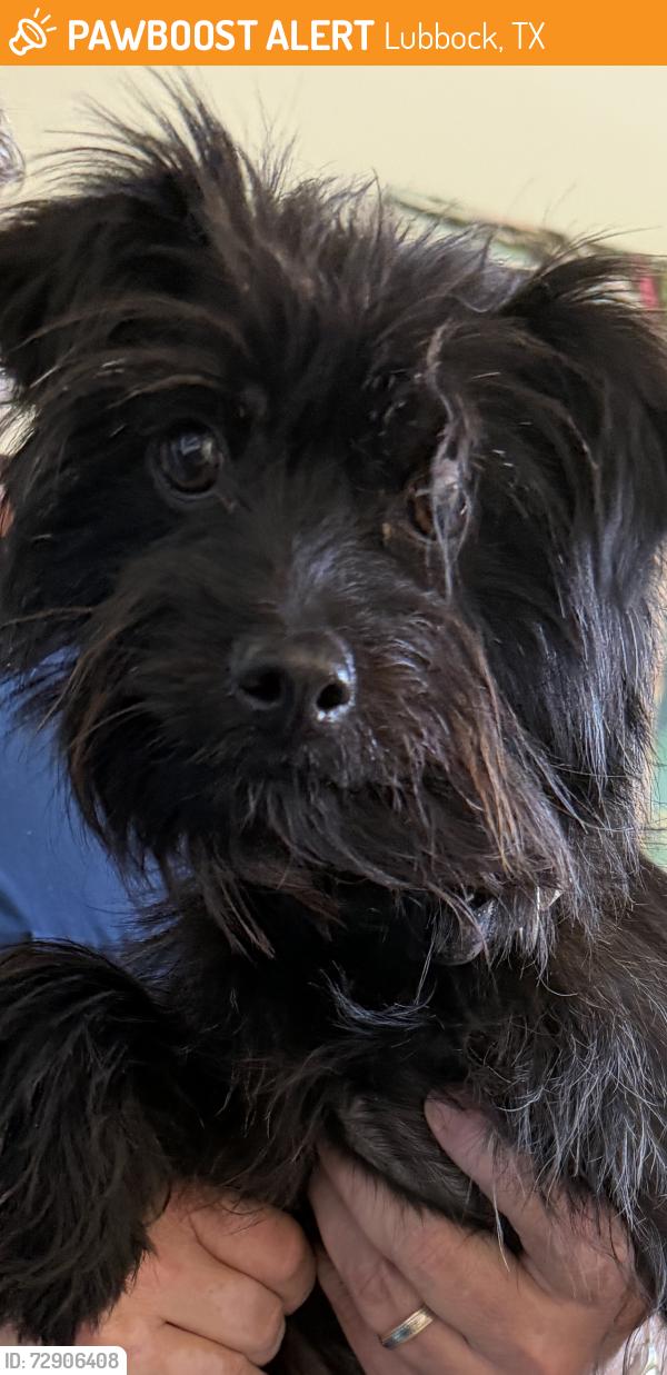 Found/Stray Male Dog last seen 74th Street and Indiana, Lubbock, TX 79423