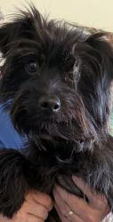 Found/Stray Male Dog last seen 74th Street and Indiana, Lubbock, TX 79423
