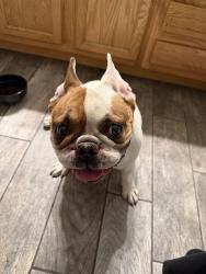 Reunited Male Dog last seen Off Locust and Fairview Drive, Fontana, CA 92336
