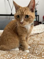 Lost Female Cat last seen Adjacent to the Dunkin’ Donuts, Halifax, NC 27839