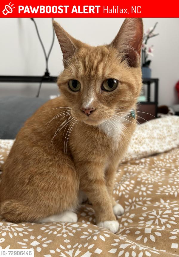 Lost Female Cat last seen Adjacent to the Dunkin’ Donuts, Halifax, NC 27839