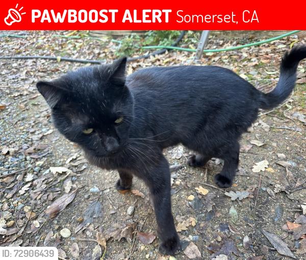 Lost Male Cat last seen Grizzly flt Rd, Somerset, CA 95684