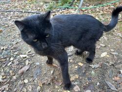 Lost Male Cat last seen Grizzly flt Rd, Somerset, CA 95684