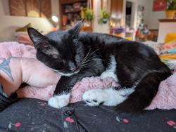 Reunited Female Cat last seen 3rd and J Street , Centralia, WA 98531