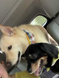 Lost Male Dog last seen Whitesburg, Huntsville, AL 35802