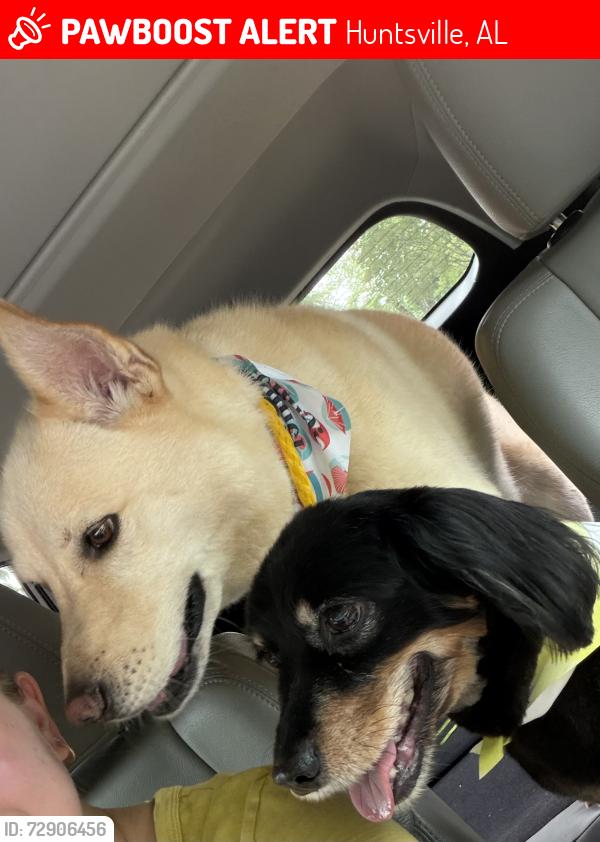 Lost Male Dog last seen Whitesburg, Huntsville, AL 35802