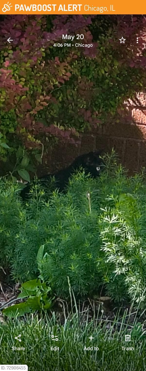 Found/Stray Unknown Cat last seen Melrose St and long ave , Chicago, IL 60641