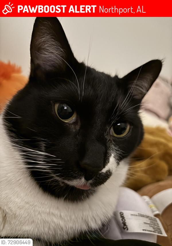 Lost Male Cat last seen Northport , Northport, AL 35473