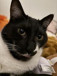 Lost Male Cat last seen Northport , Northport, AL 35473