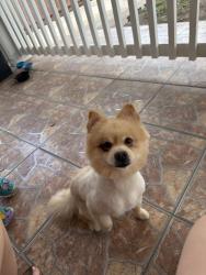 Found/Stray Male Dog last seen North 17th street , McAllen, TX 78504