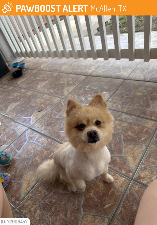 Found/Stray Male Dog last seen North 17th street , McAllen, TX 78504