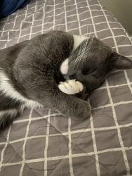 Lost Male Cat last seen Augusta cir , Yucaipa, CA 92399