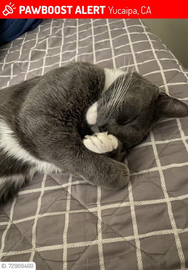 Lost Male Cat last seen Augusta cir , Yucaipa, CA 92399
