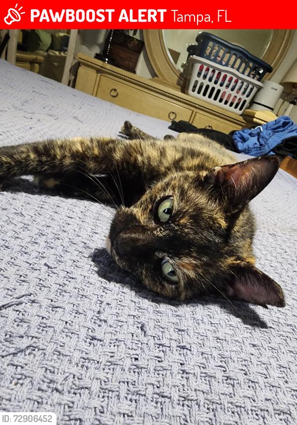 Lost Female Cat last seen Annette Ave, Tampa, FL 33612