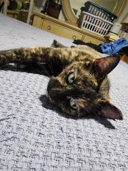Lost Female Cat last seen Annette Ave, Tampa, FL 33612