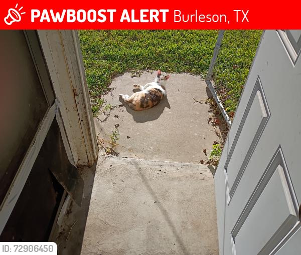 Lost Female Cat last seen Lorna and Murphy st Burleson TX , Burleson, TX 76028