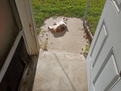 Lost Female Cat last seen Lorna and Murphy st Burleson TX , Burleson, TX 76028