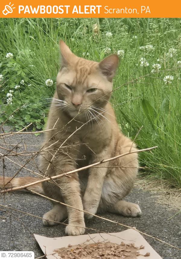 Found/Stray Unknown Cat last seen South irving and River St, Scranton, PA 18505