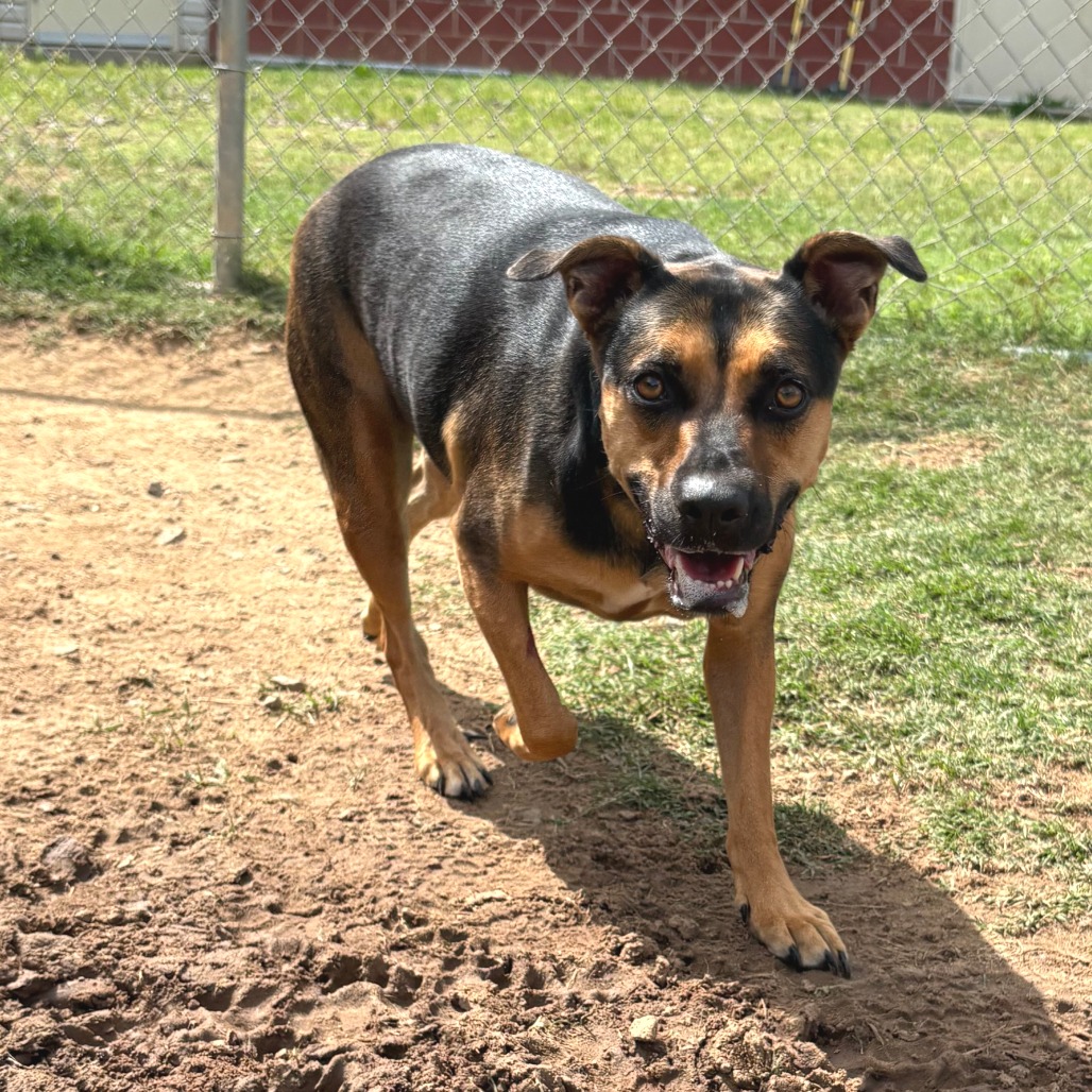 Shelter Stray Female Dog last seen , Cabot, AR 72007