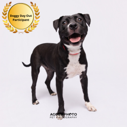 Shelter Stray Female Dog last seen , Tampa, FL 33607