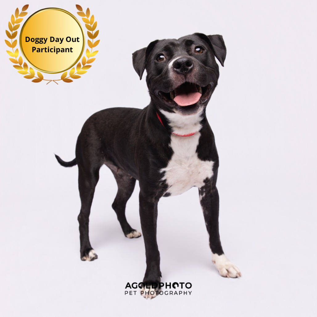 Shelter Stray Female Dog last seen , 3607 N Armenia Ave, Tampa, FL 33607, USA