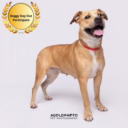 Shelter Stray Female Dog last seen , Tampa, FL 33607