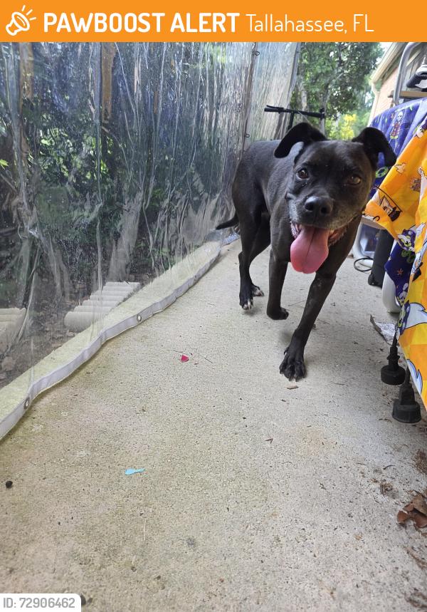 Found/Stray Female Dog last seen Near carnaby ct, Tallahassee, FL 32309